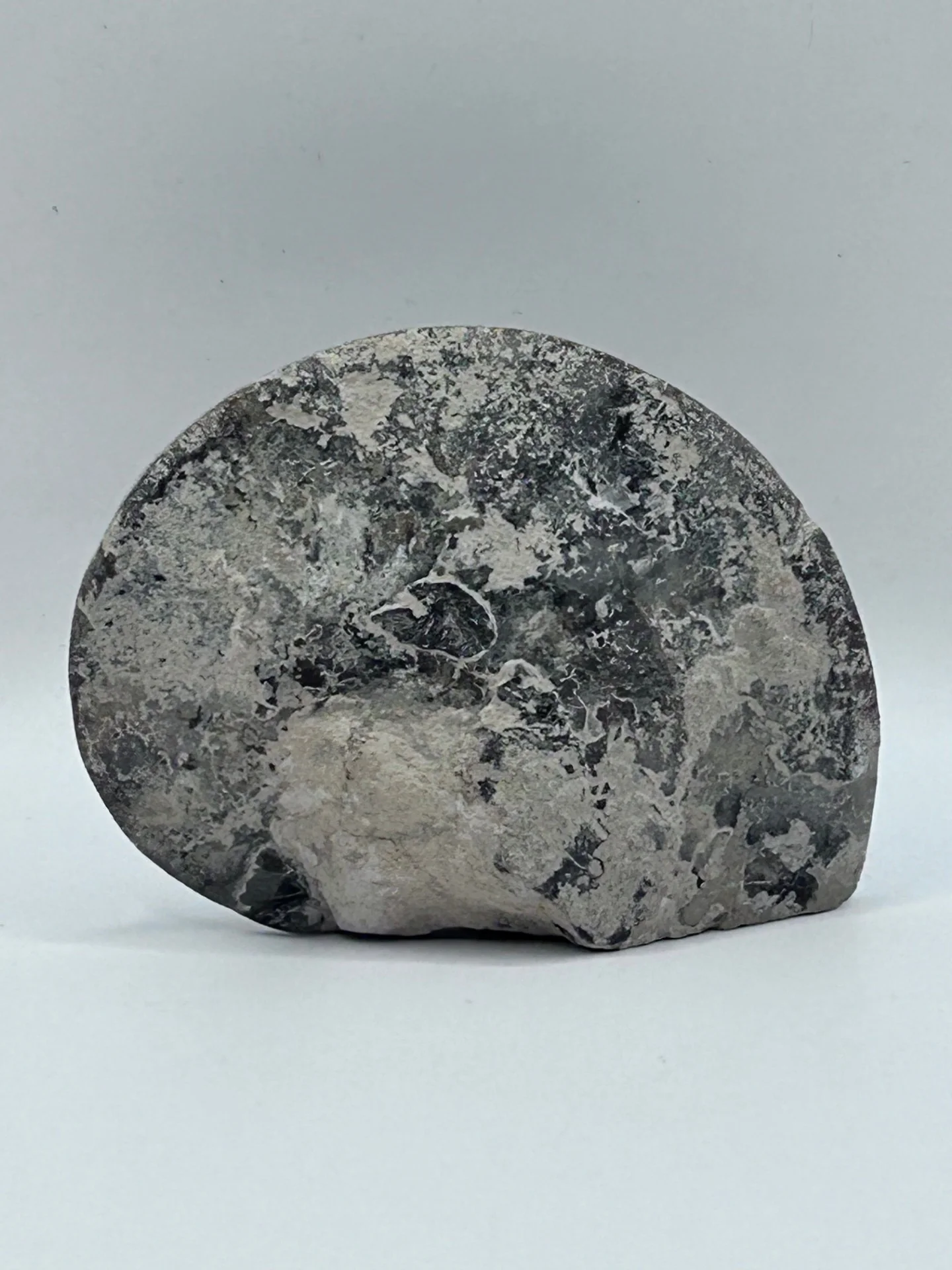 Fossil Ammonite (Choffaticeras) - Image 5