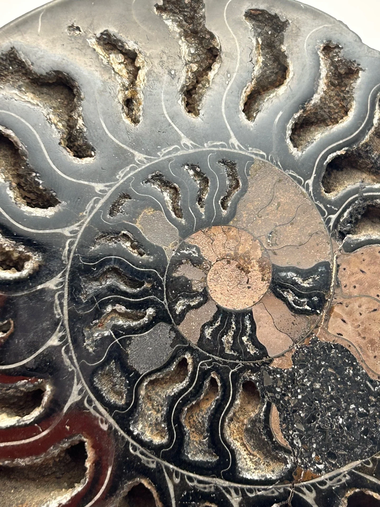 Fossil Ammonite (Cretaceous Period) - Image 4