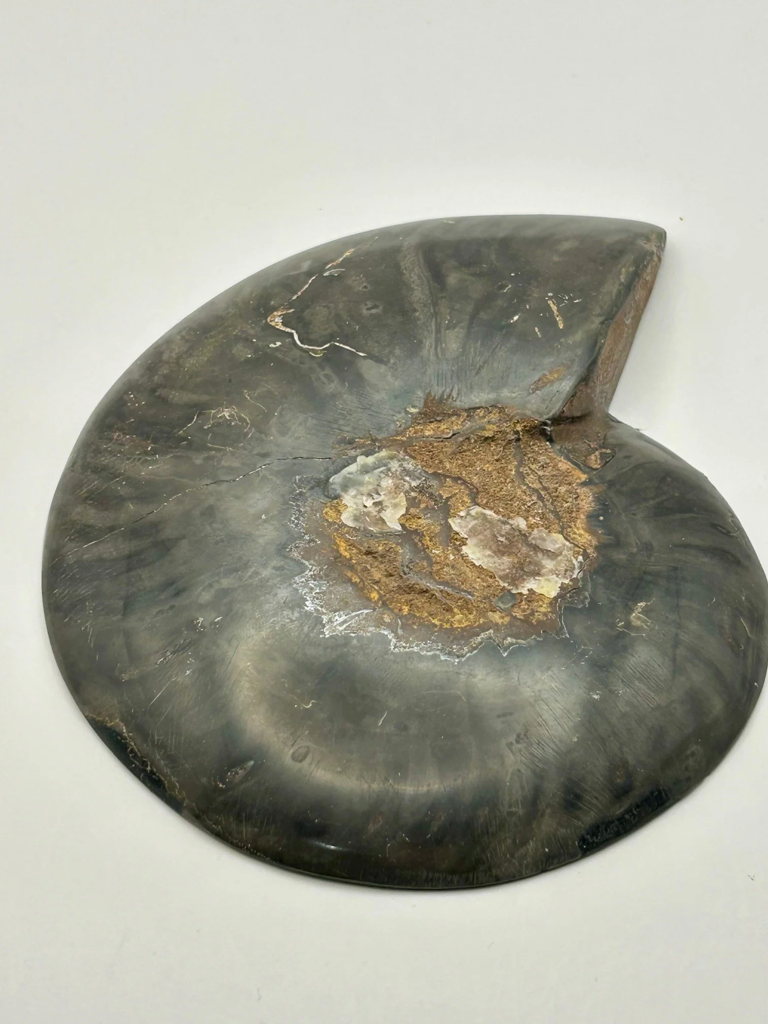 Fossil Ammonite (Cretaceous Period) - Image 5