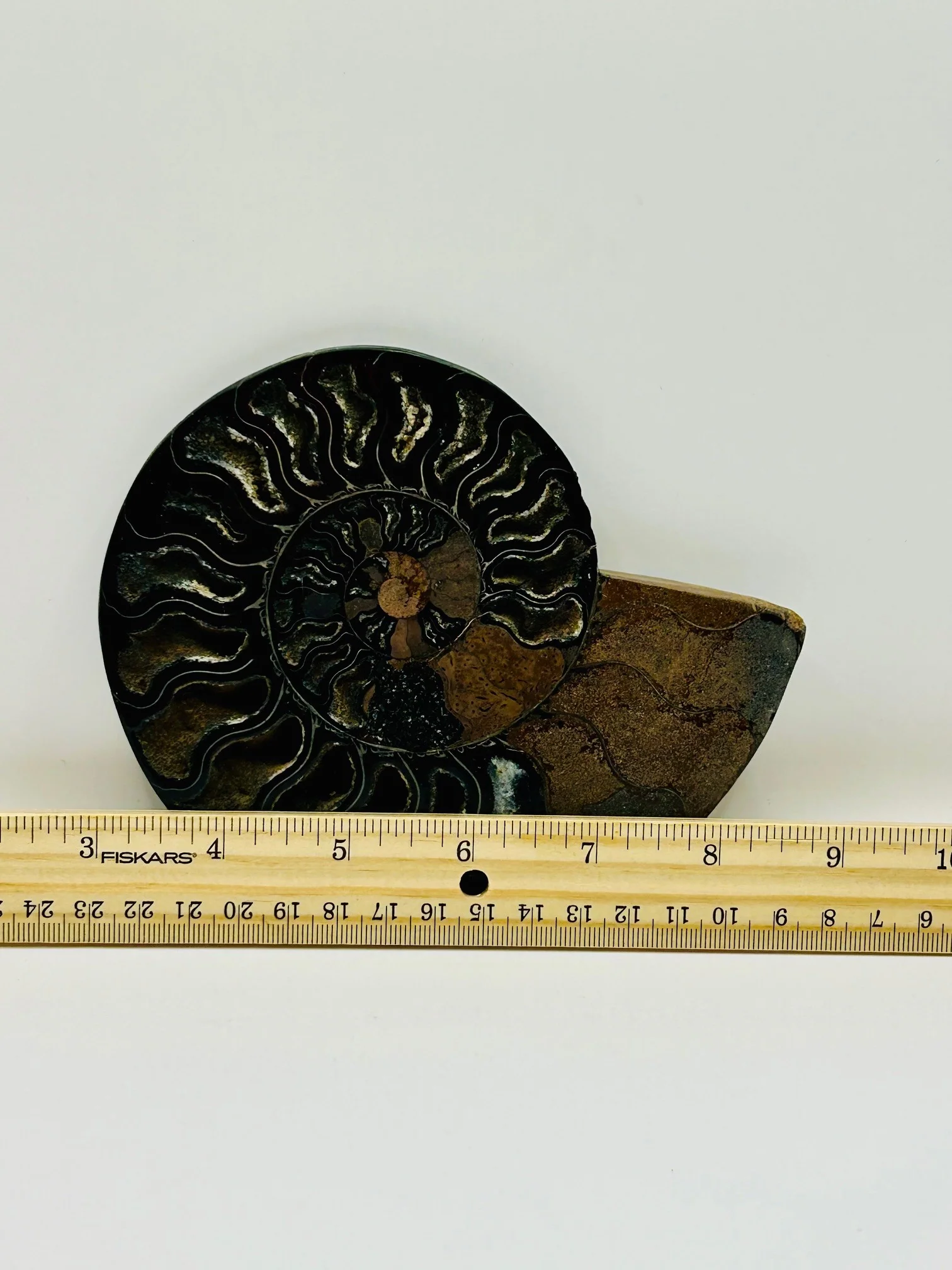 Fossil Ammonite (Cretaceous Period) - Image 6