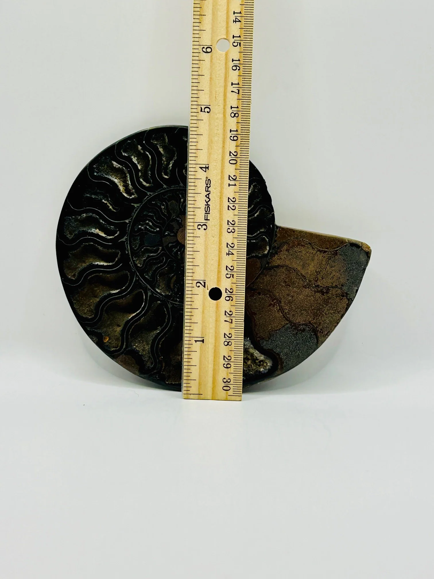 Fossil Ammonite (Cretaceous Period) - Image 7