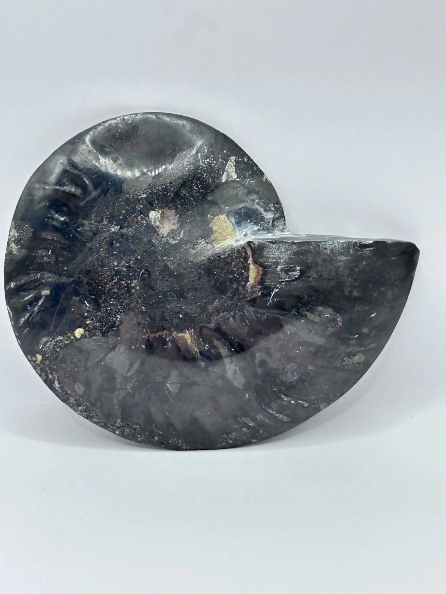 Fossil Ammonite (Cretaceous Period) - Image 7