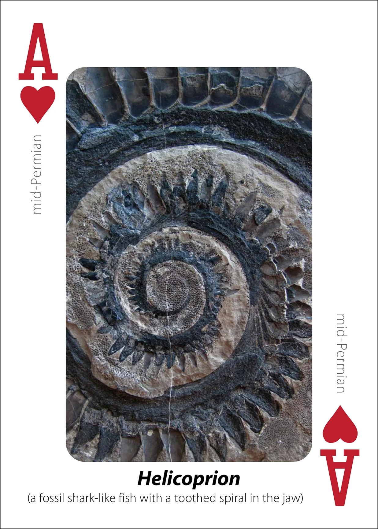 Fossils Playing Cards - Image 10