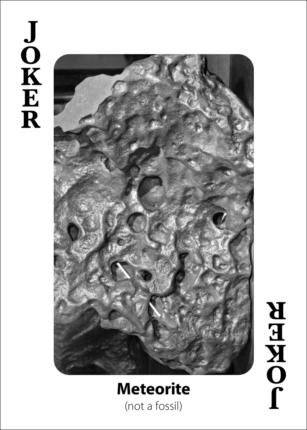 Fossils Playing Cards - Image 12