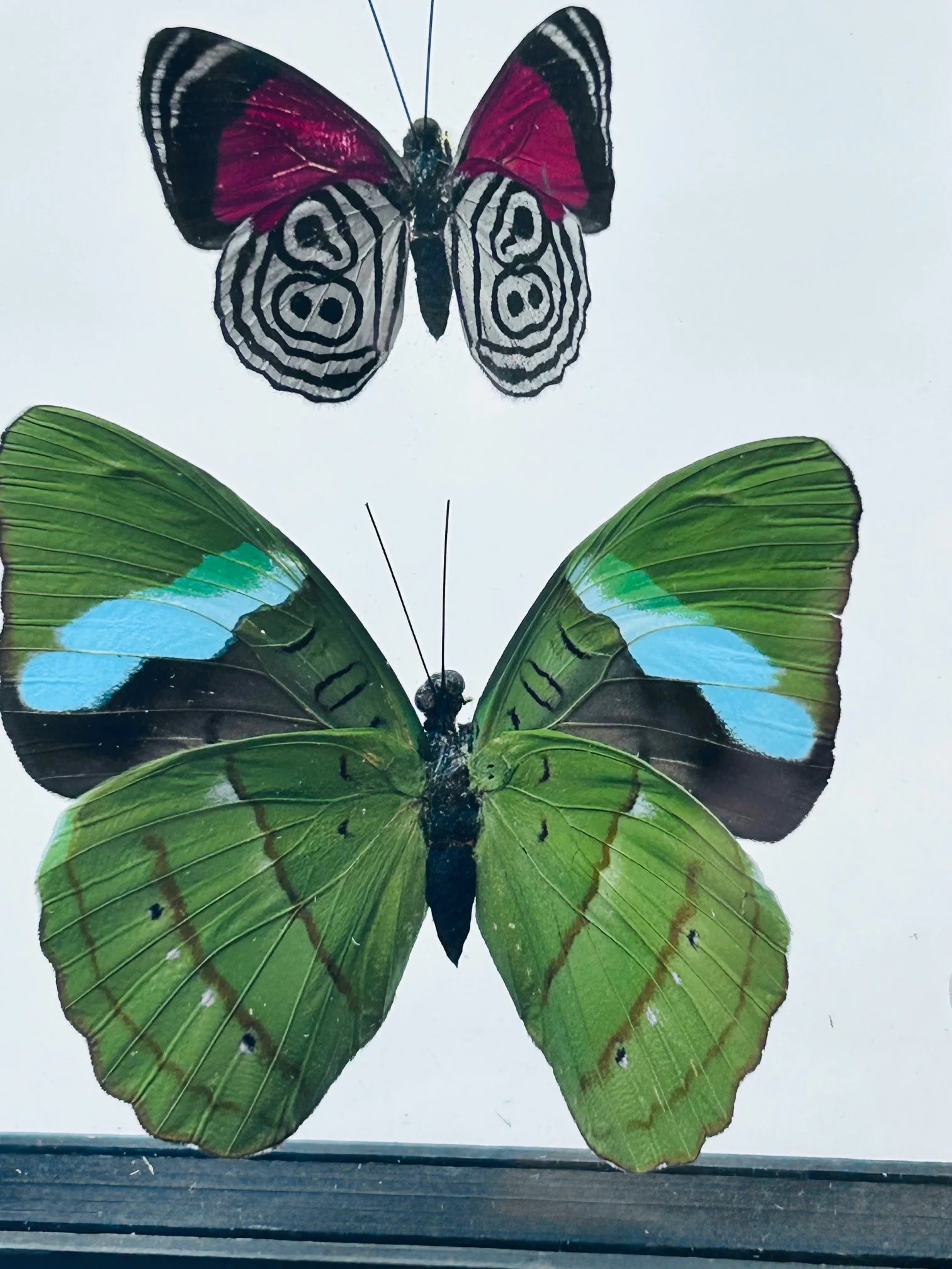 Framed Butterfly Trio - Image 2