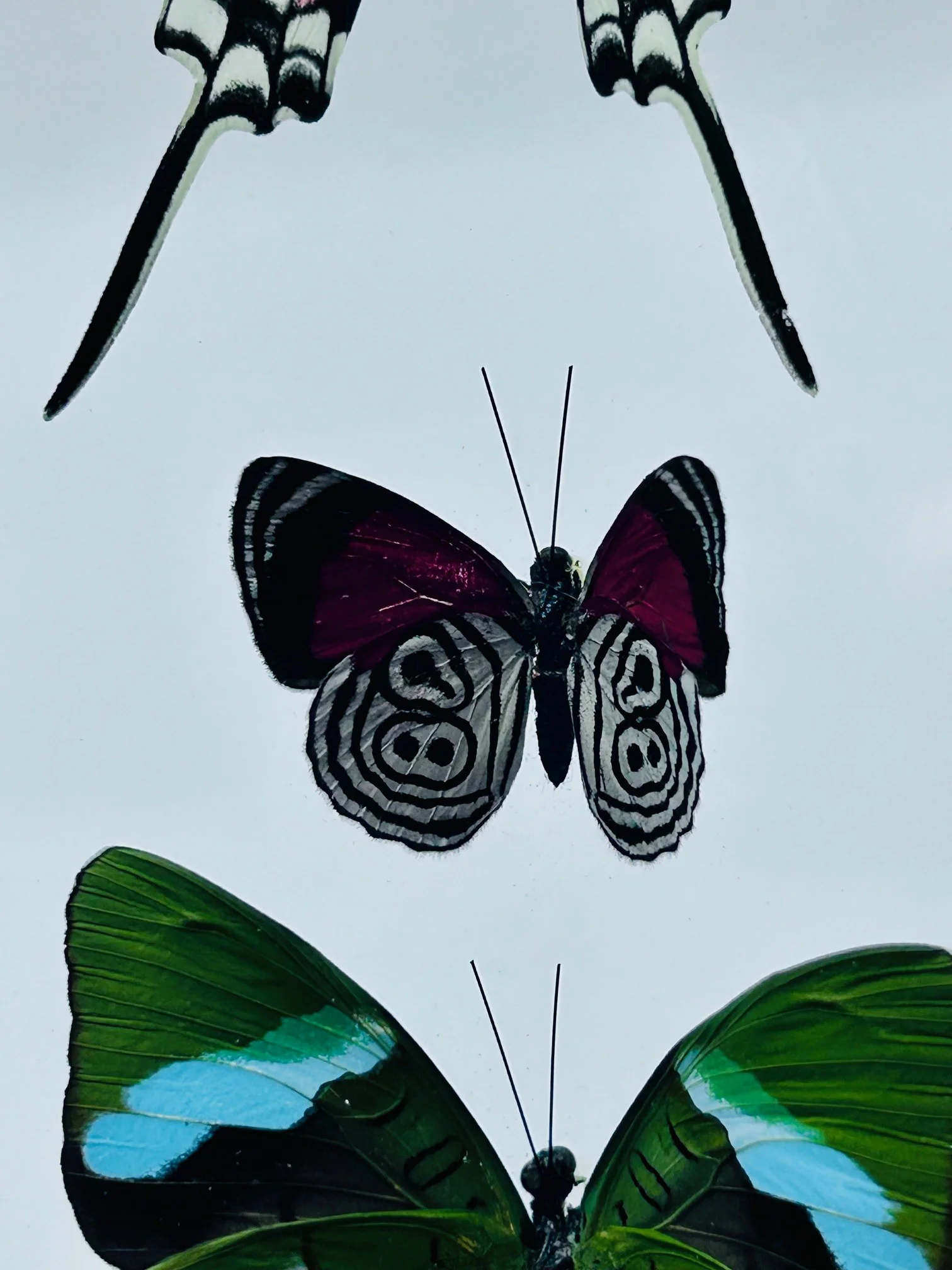 Framed Butterfly Trio - Image 3