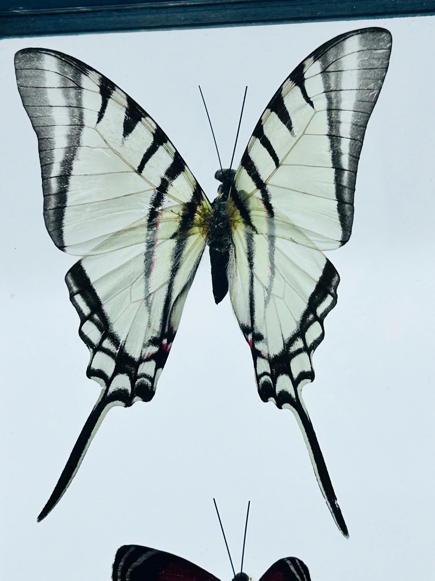 Framed Butterfly Trio - Image 4