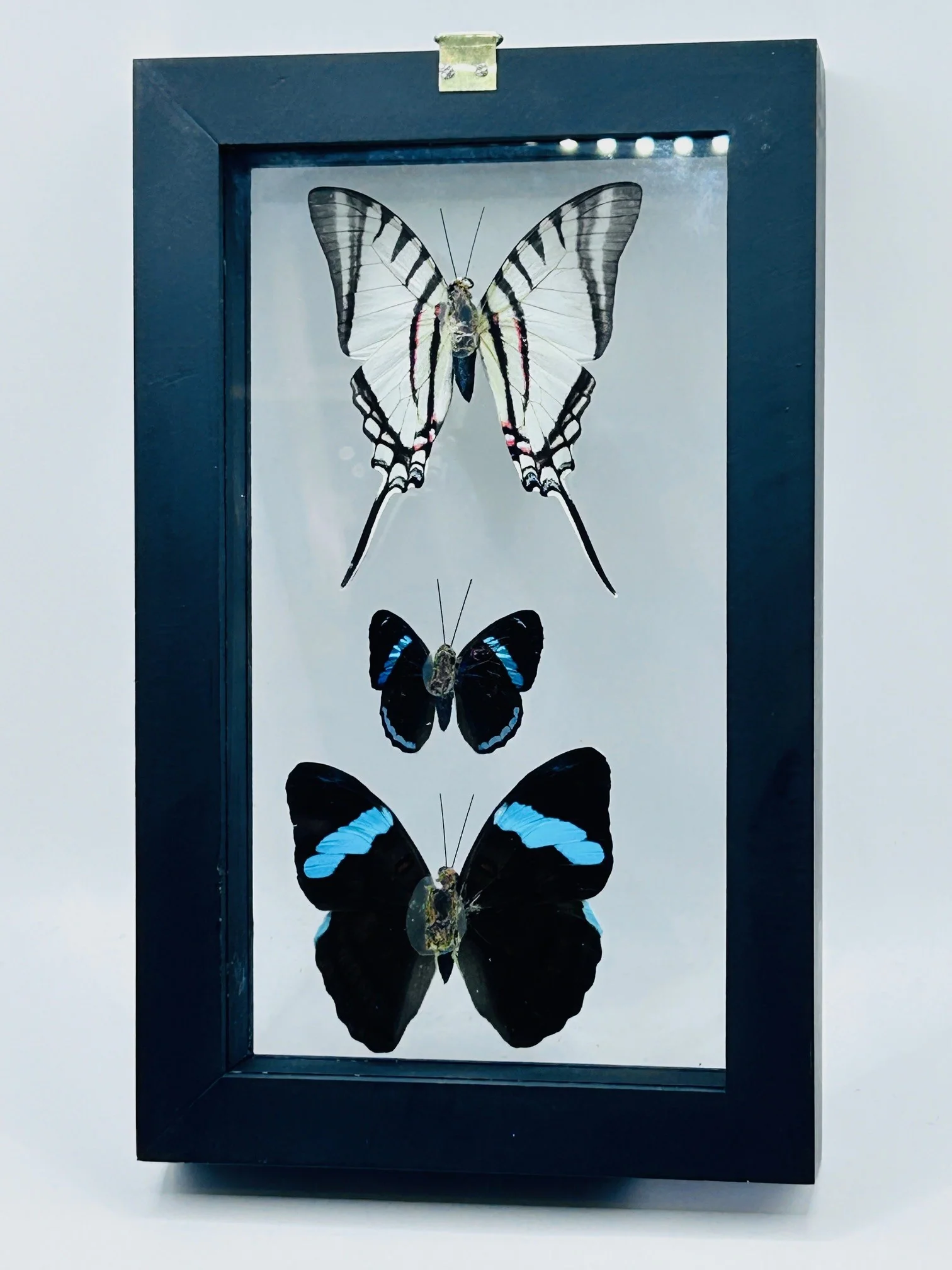 Framed Butterfly Trio - Image 6