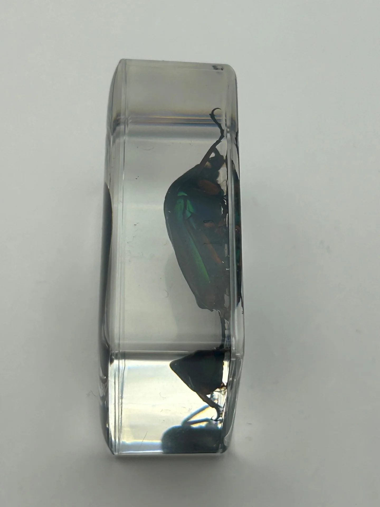 Green Chafer Beetle in Resin - Image 3