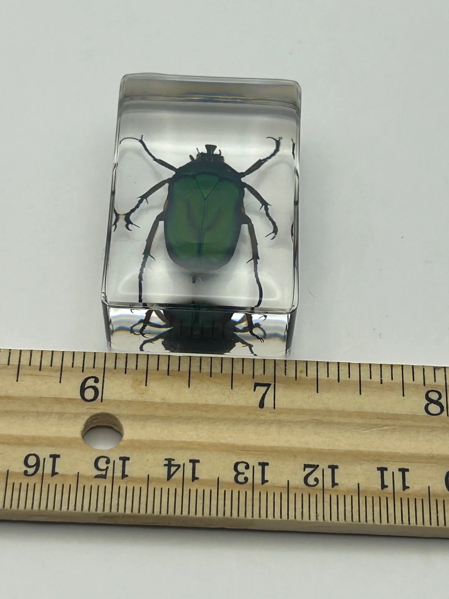 Green Chafer Beetle in Resin - Image 4