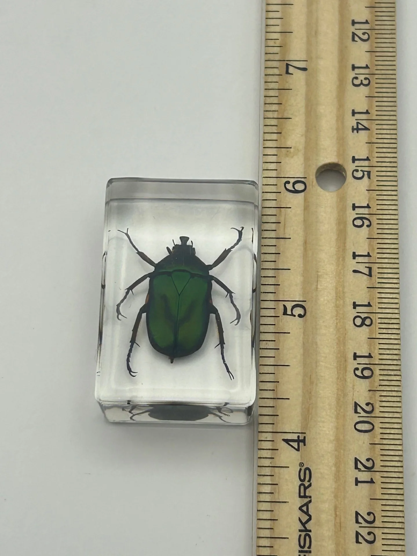 Green Chafer Beetle in Resin - Image 5
