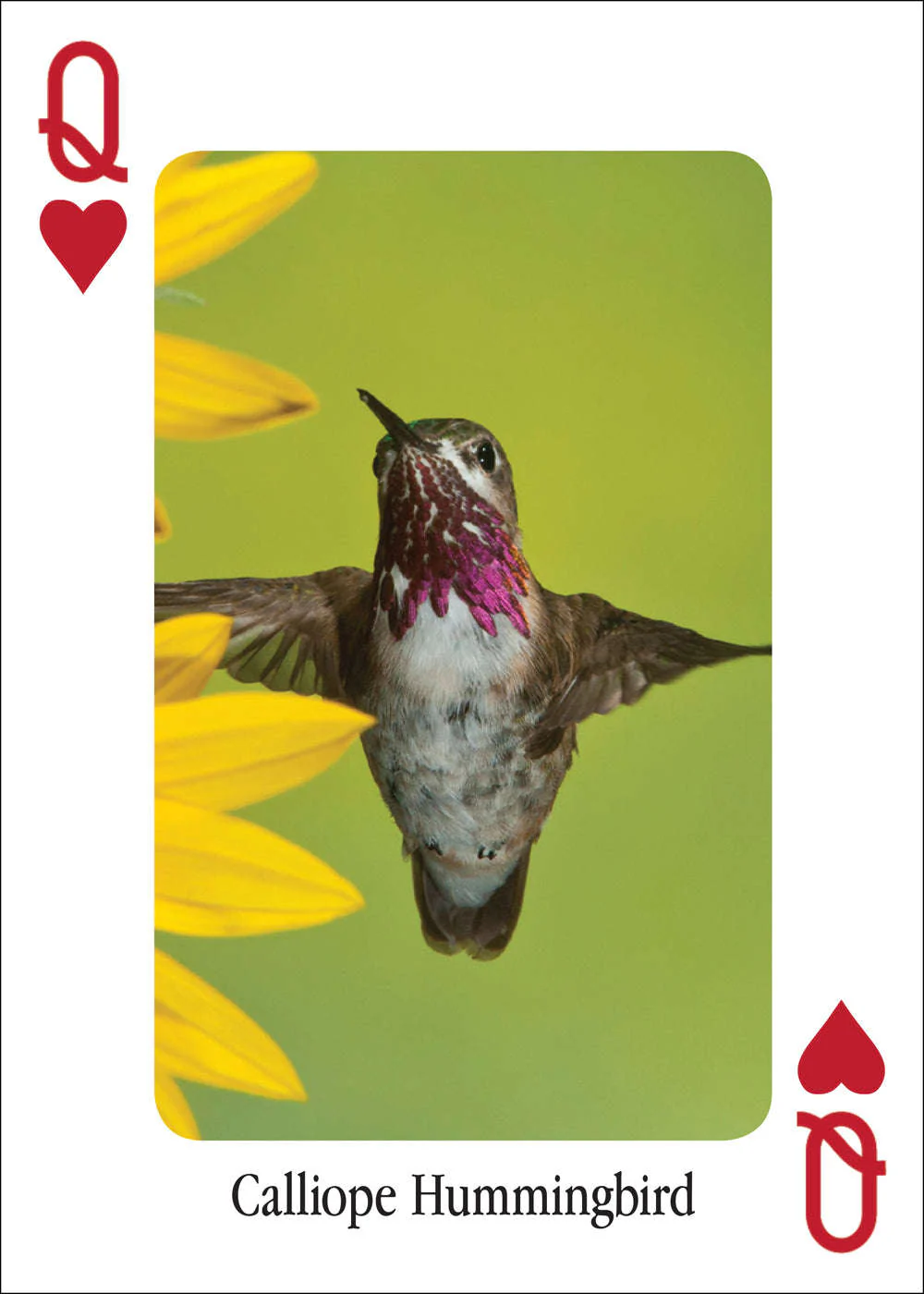 Hummingbirds Playing Cards - Image 3