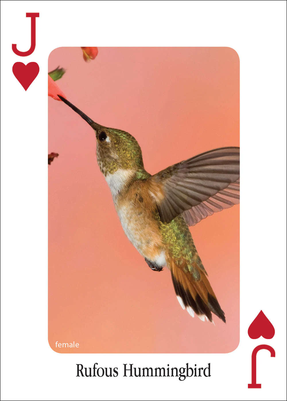 Hummingbirds Playing Cards - Image 4