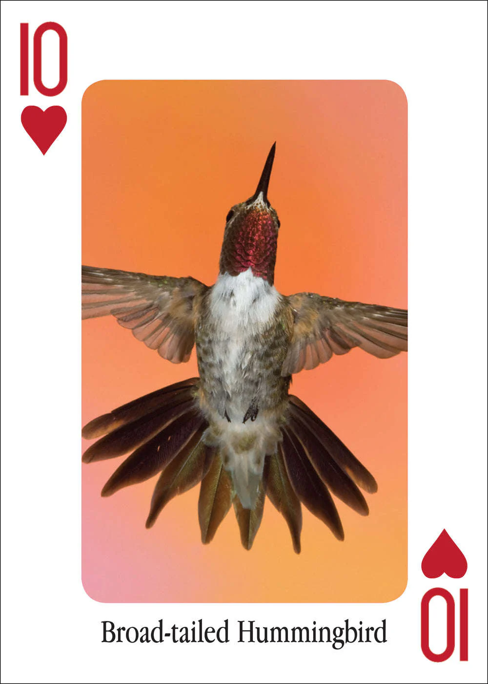 Hummingbirds Playing Cards - Image 5