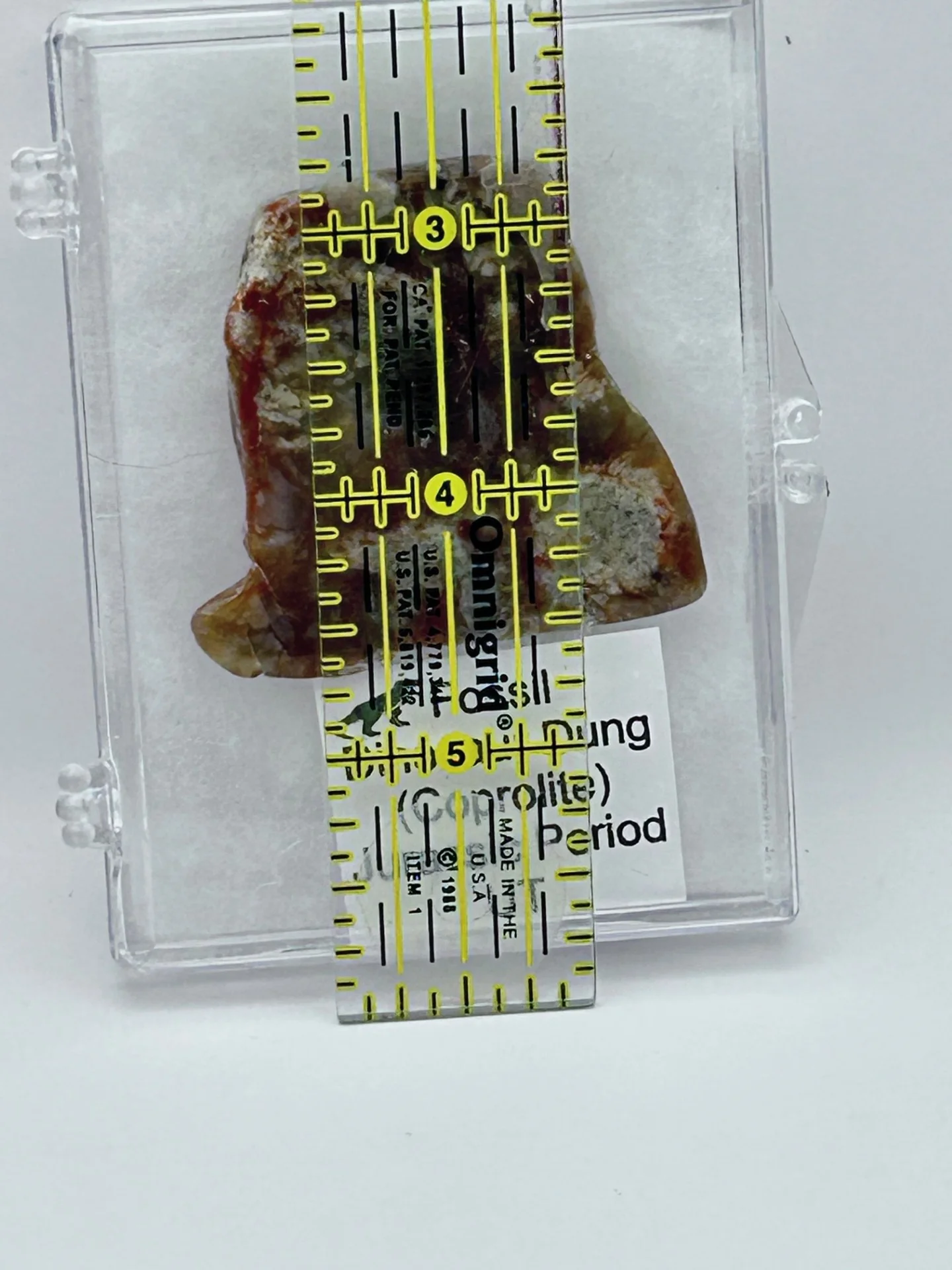 Jurassic Coprolite – Fossilized Dinosaur Dung - Image 3
