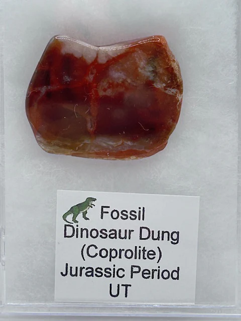 Jurassic Coprolite – Fossilized Dinosaur Dung - Image 2