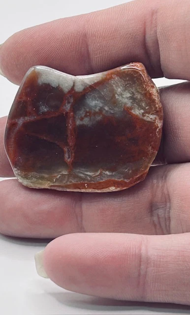 Jurassic Coprolite – Fossilized Dinosaur Dung - Image 3