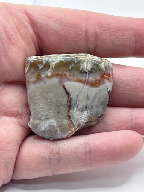 Jurassic Coprolite – Fossilized Dinosaur Dung - Image 3