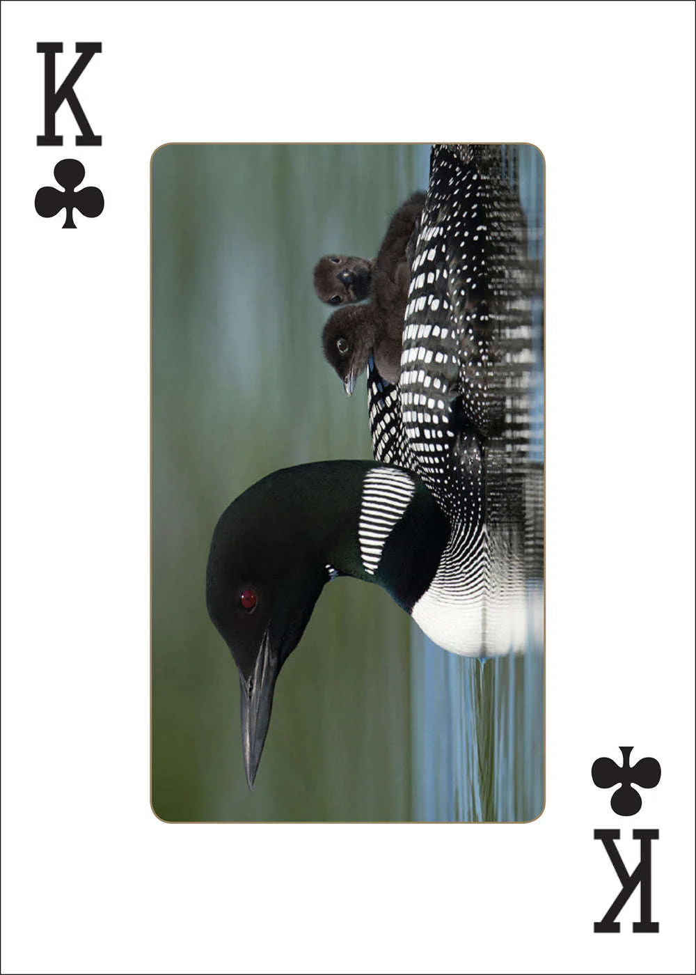 Loons Playing Cards - Image 2
