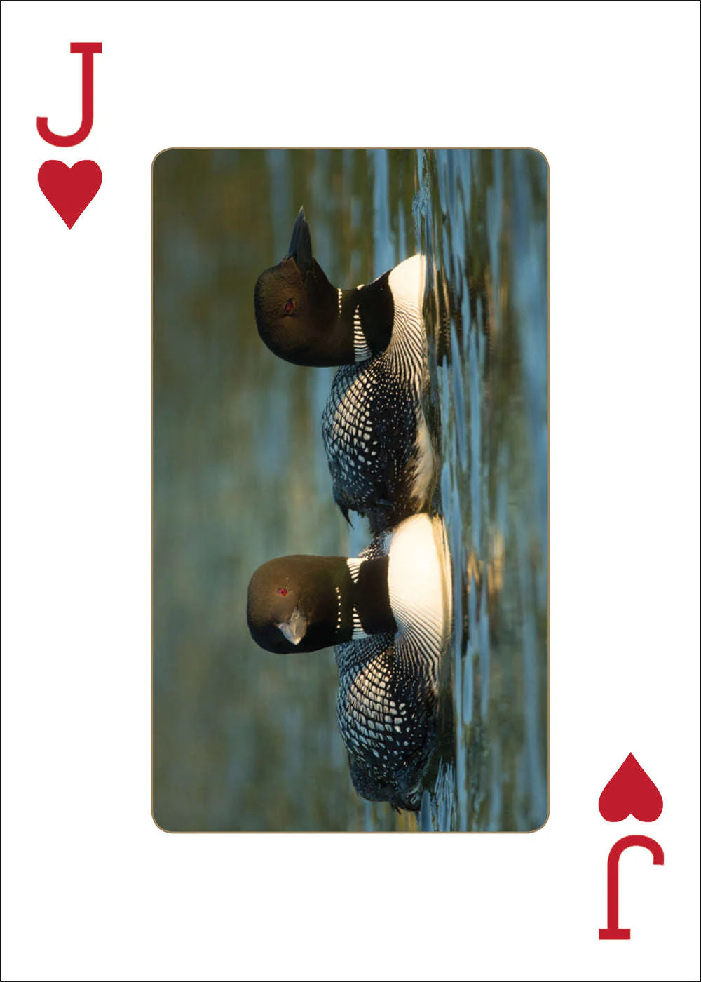 Loons Playing Cards - Image 5