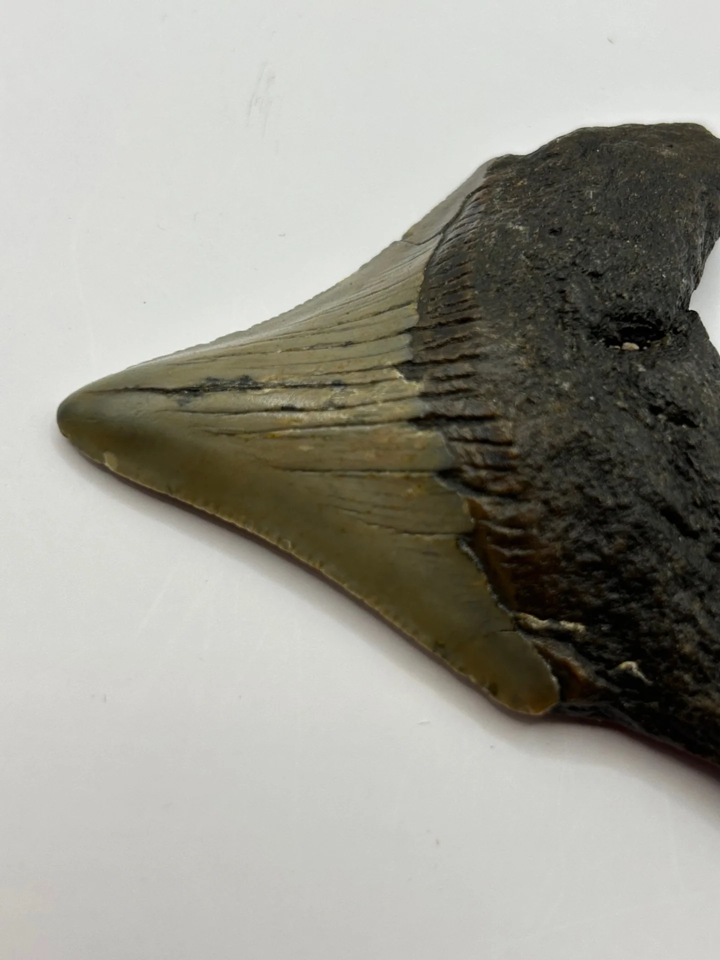 Megalodon Tooth (Carcharocles Megalodon) - Image 3