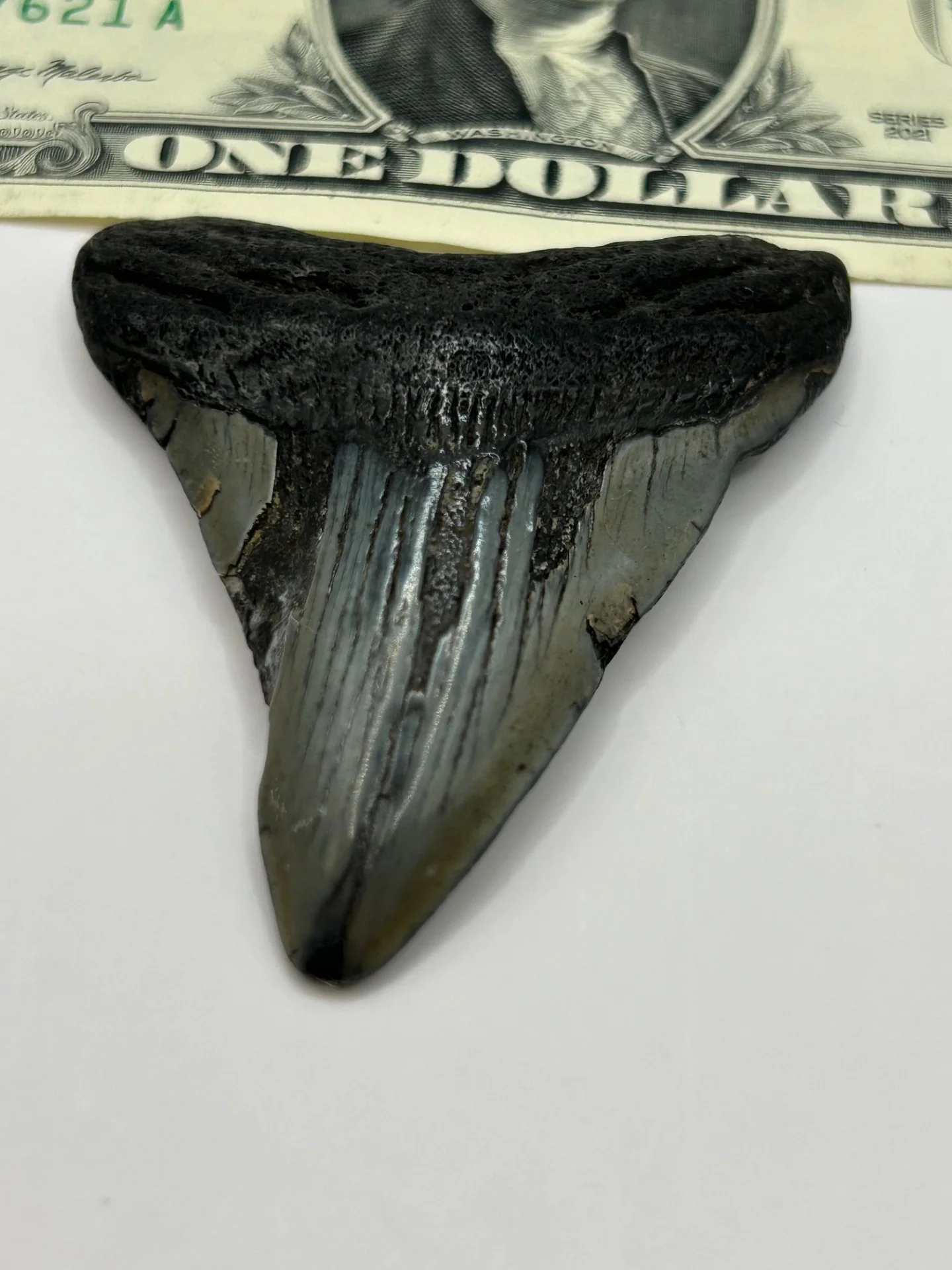 Megalodon Tooth (Carcharocles Megalodon) in Display Case - Image 4
