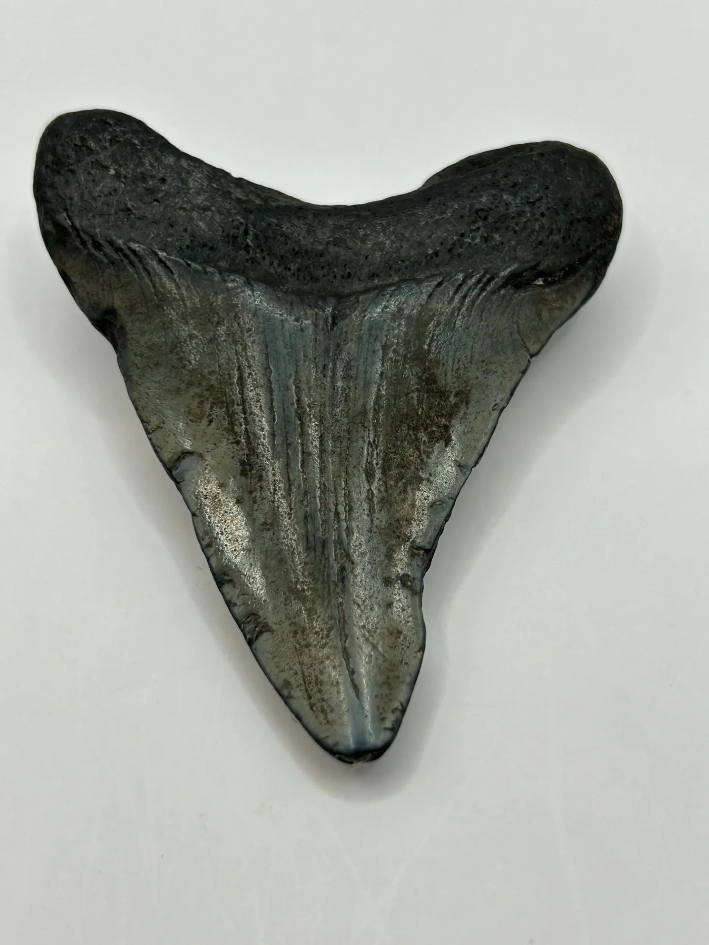 Megalodon Tooth (Carcharocles Megalodon) in Display Case - Image 5