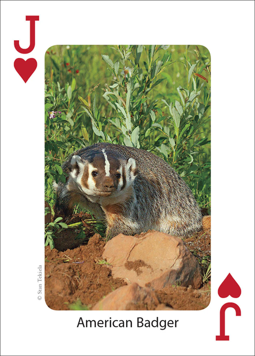 Midwest Mammals Playing Cards - Image 2