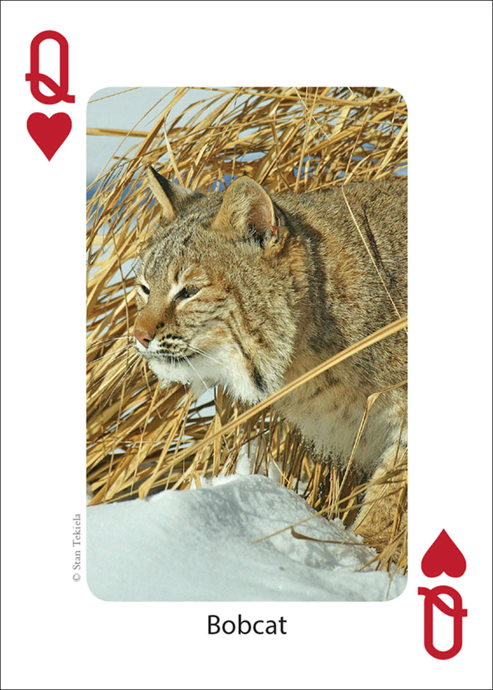 Midwest Mammals Playing Cards - Image 3
