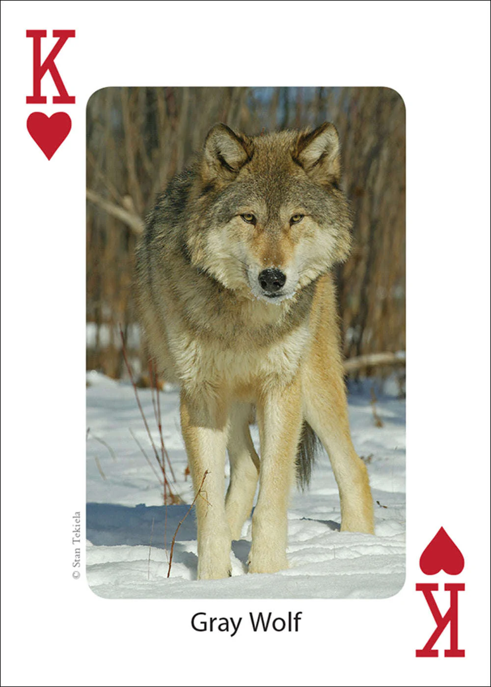 Midwest Mammals Playing Cards - Image 4