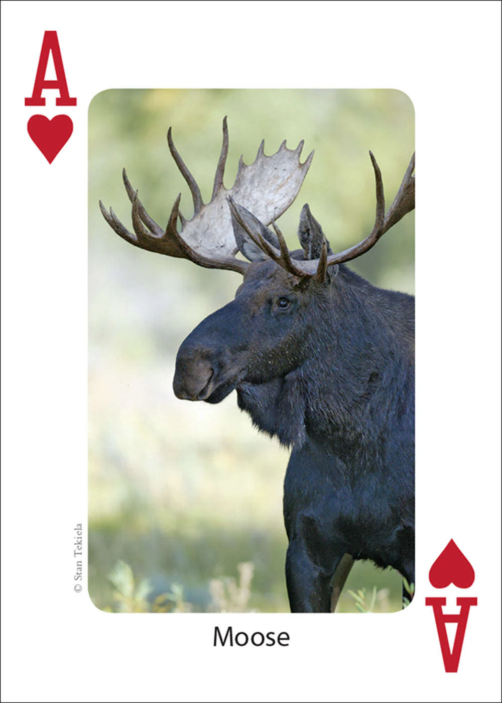 Midwest Mammals Playing Cards - Image 5