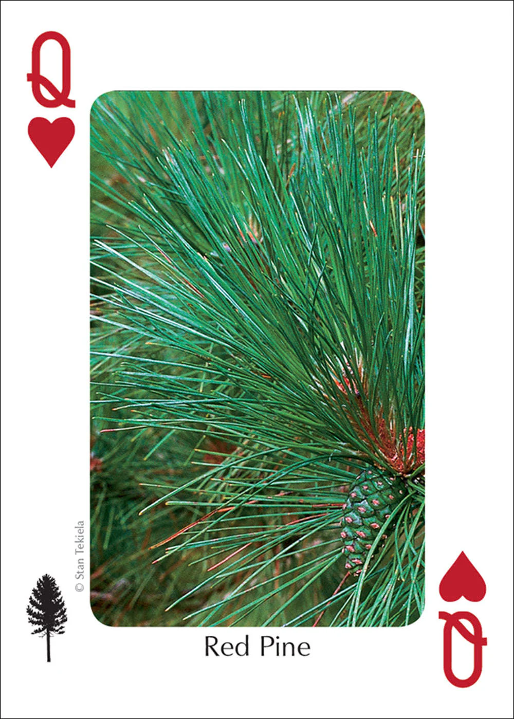 Midwest Trees Playing Cards - Image 2
