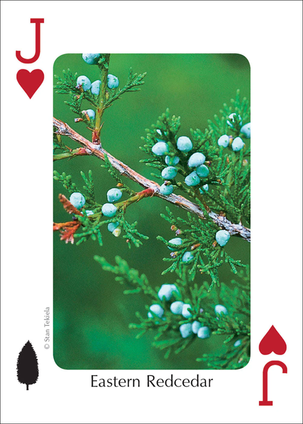Midwest Trees Playing Cards - Image 3