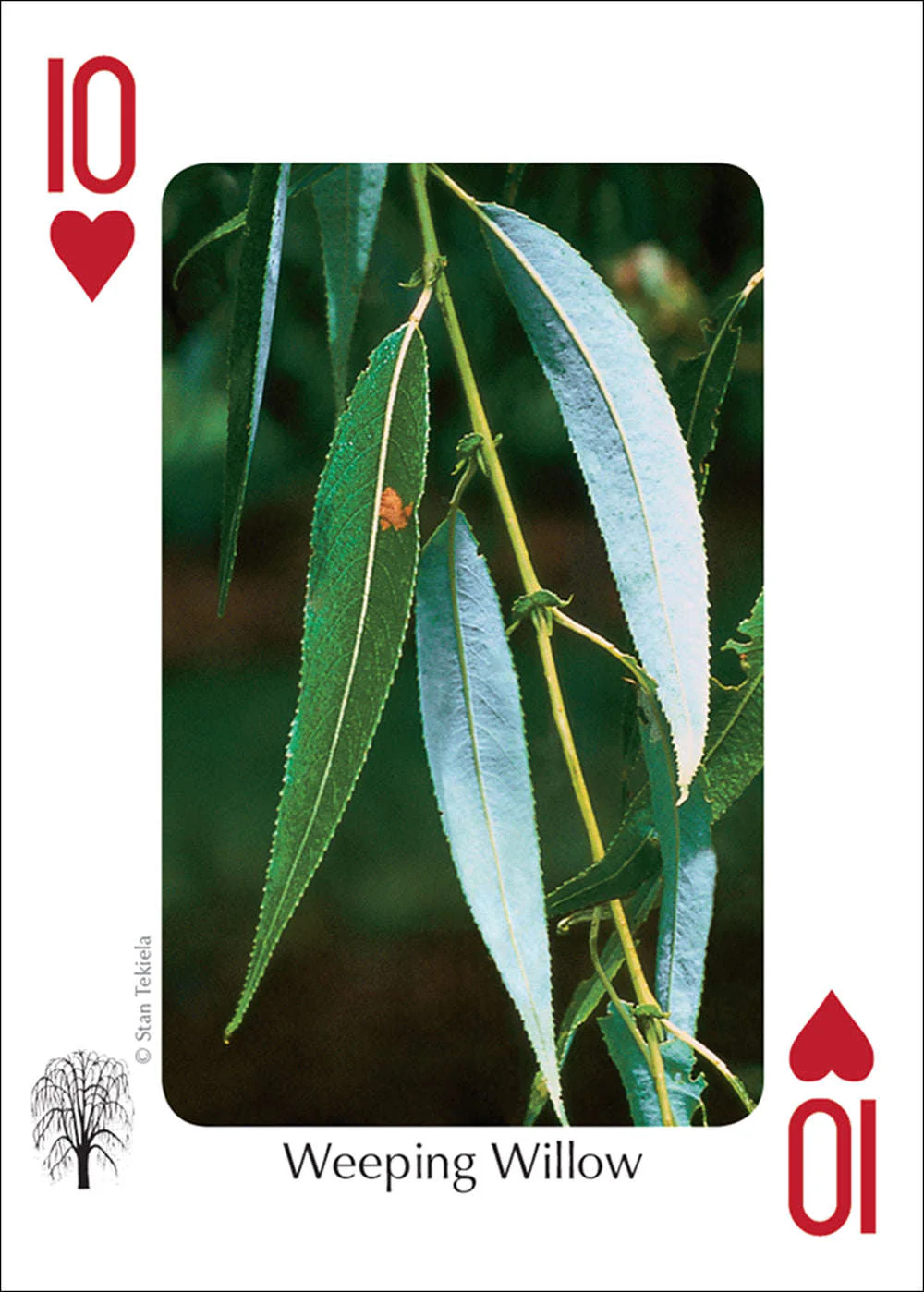 Midwest Trees Playing Cards - Image 4