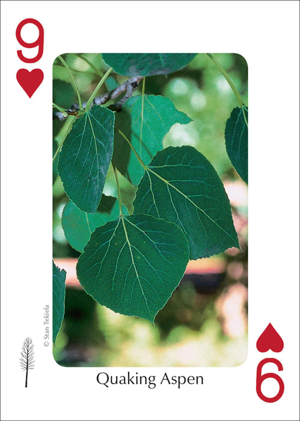 Midwest Trees Playing Cards - Image 5