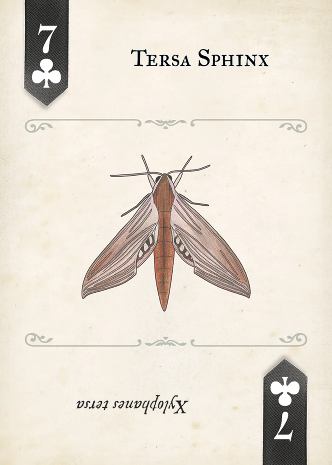 Moths Playing Cards - Image 3
