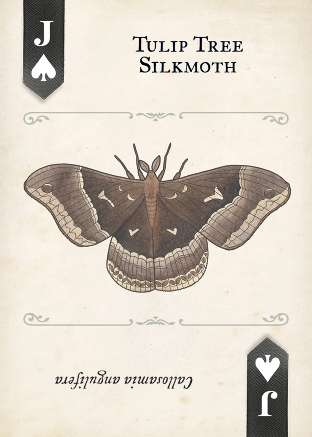 Moths Playing Cards - Image 4