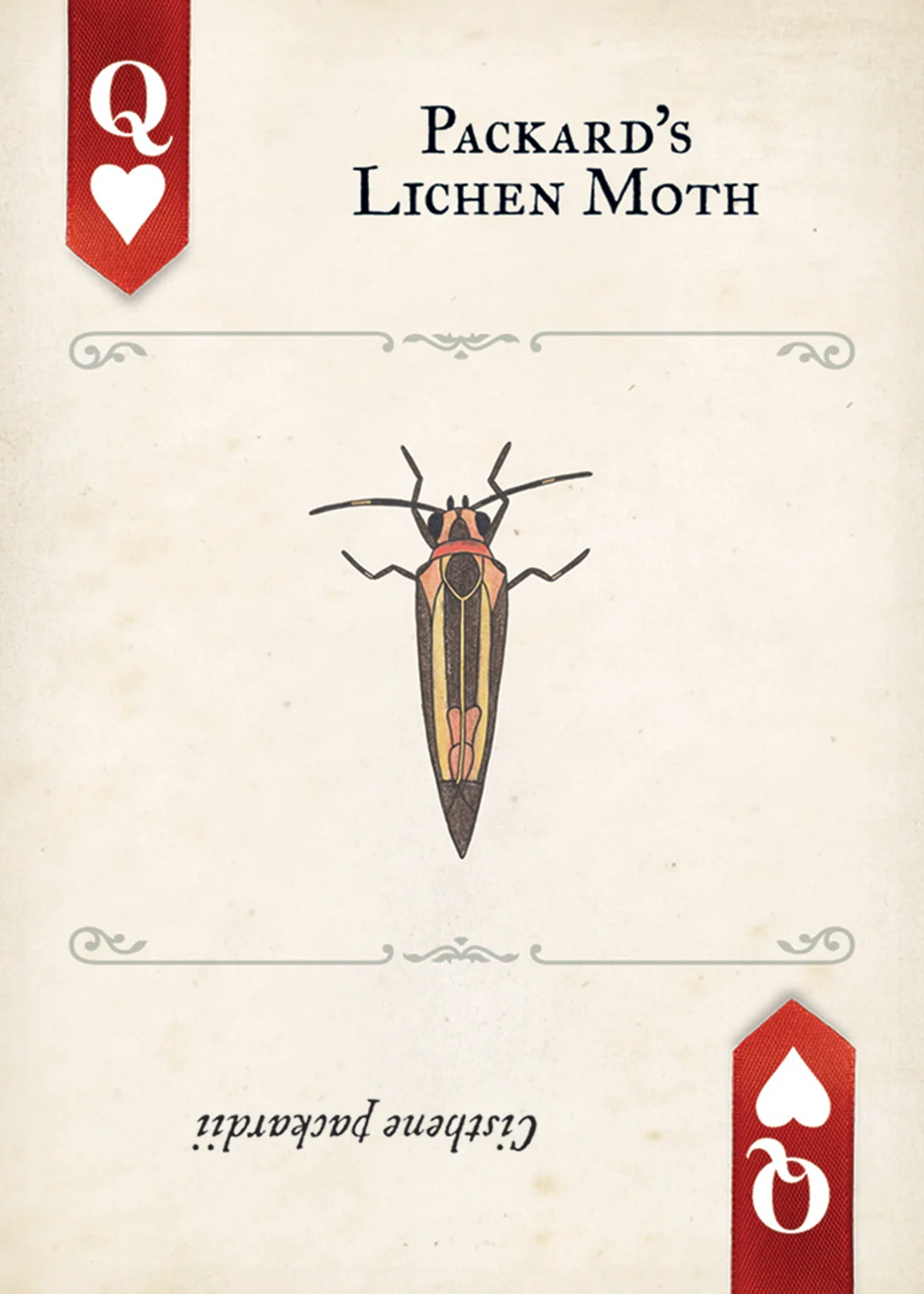 Moths Playing Cards - Image 5