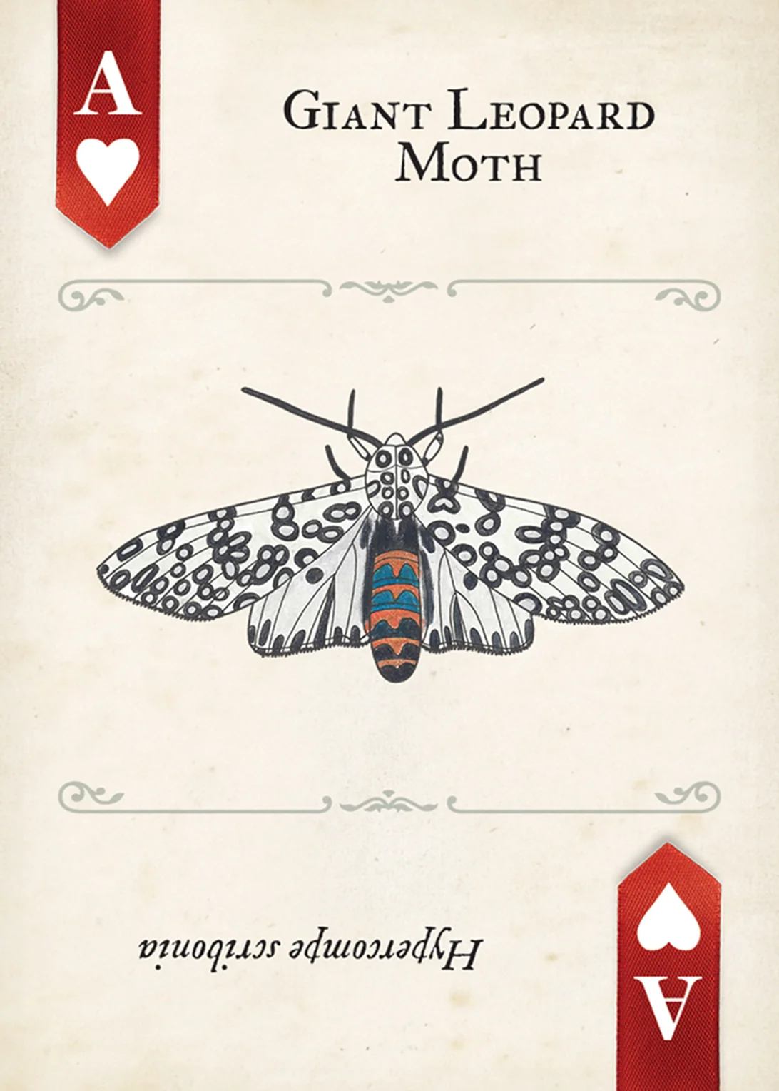 Moths Playing Cards - Image 7