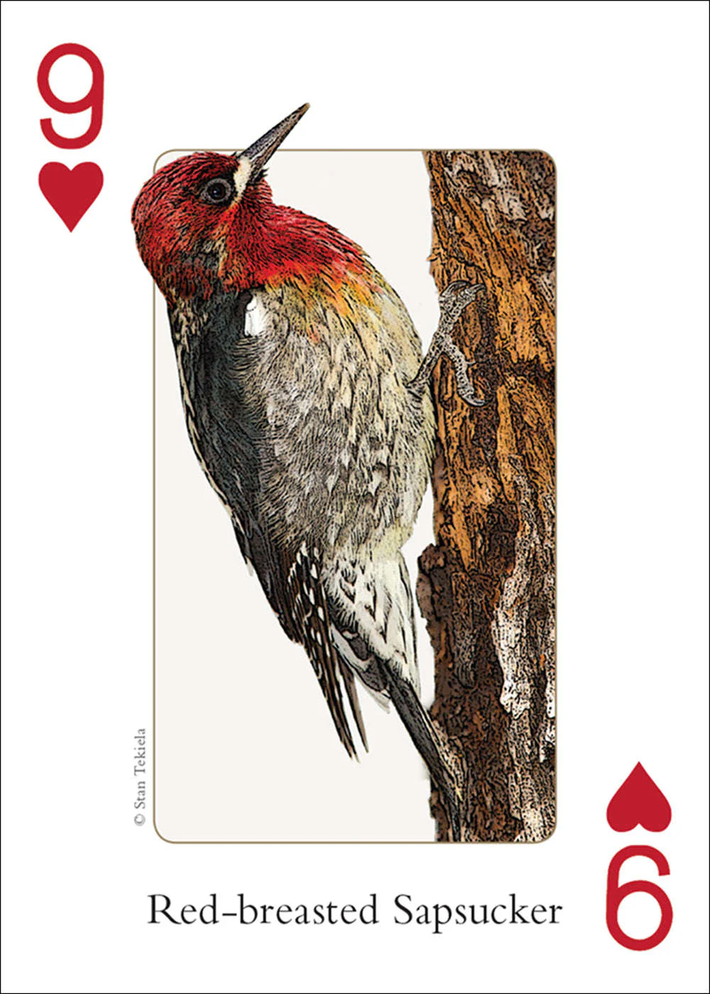 Northwest Birds Playing Cards - Image 5