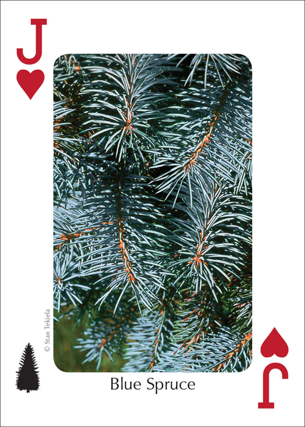 Northwest Trees Playing Cards - Image 2