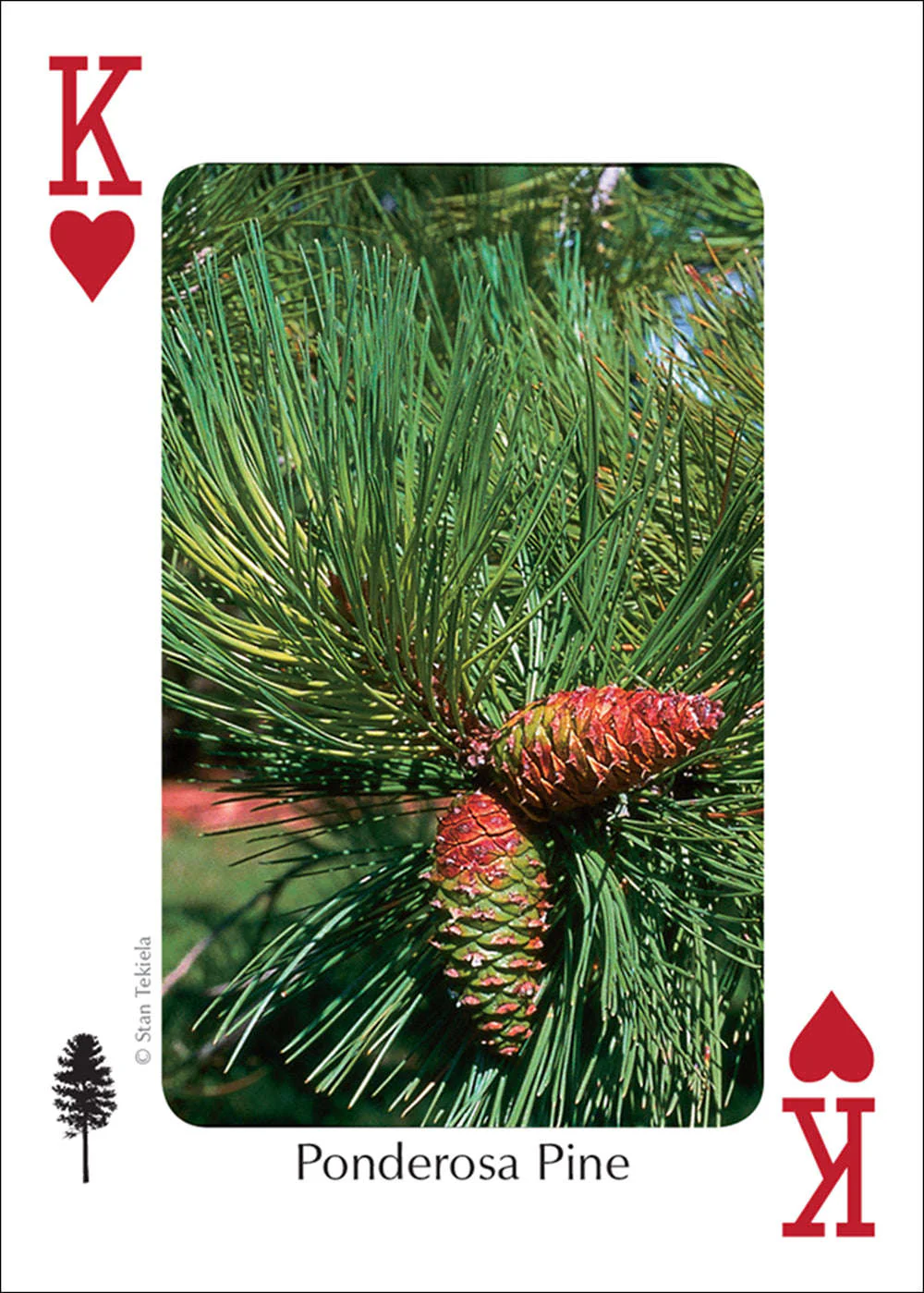 Northwest Trees Playing Cards - Image 4