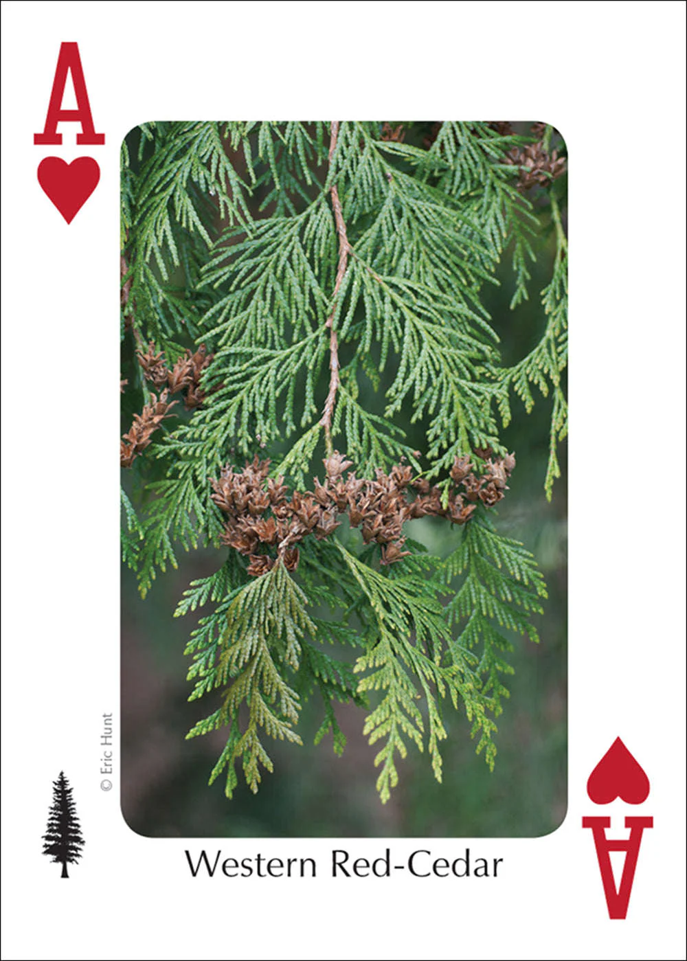 Northwest Trees Playing Cards - Image 5