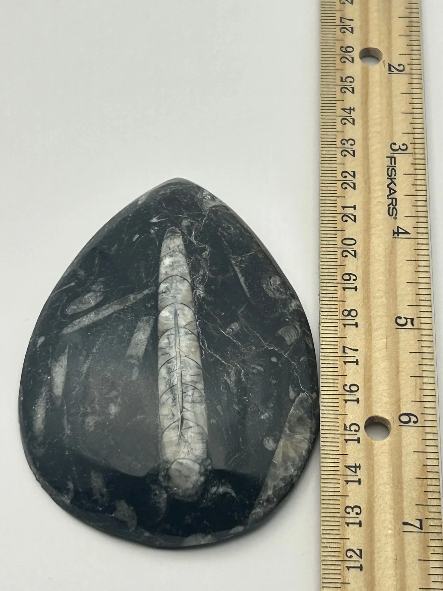 Orthoceras Fossil - Image 4