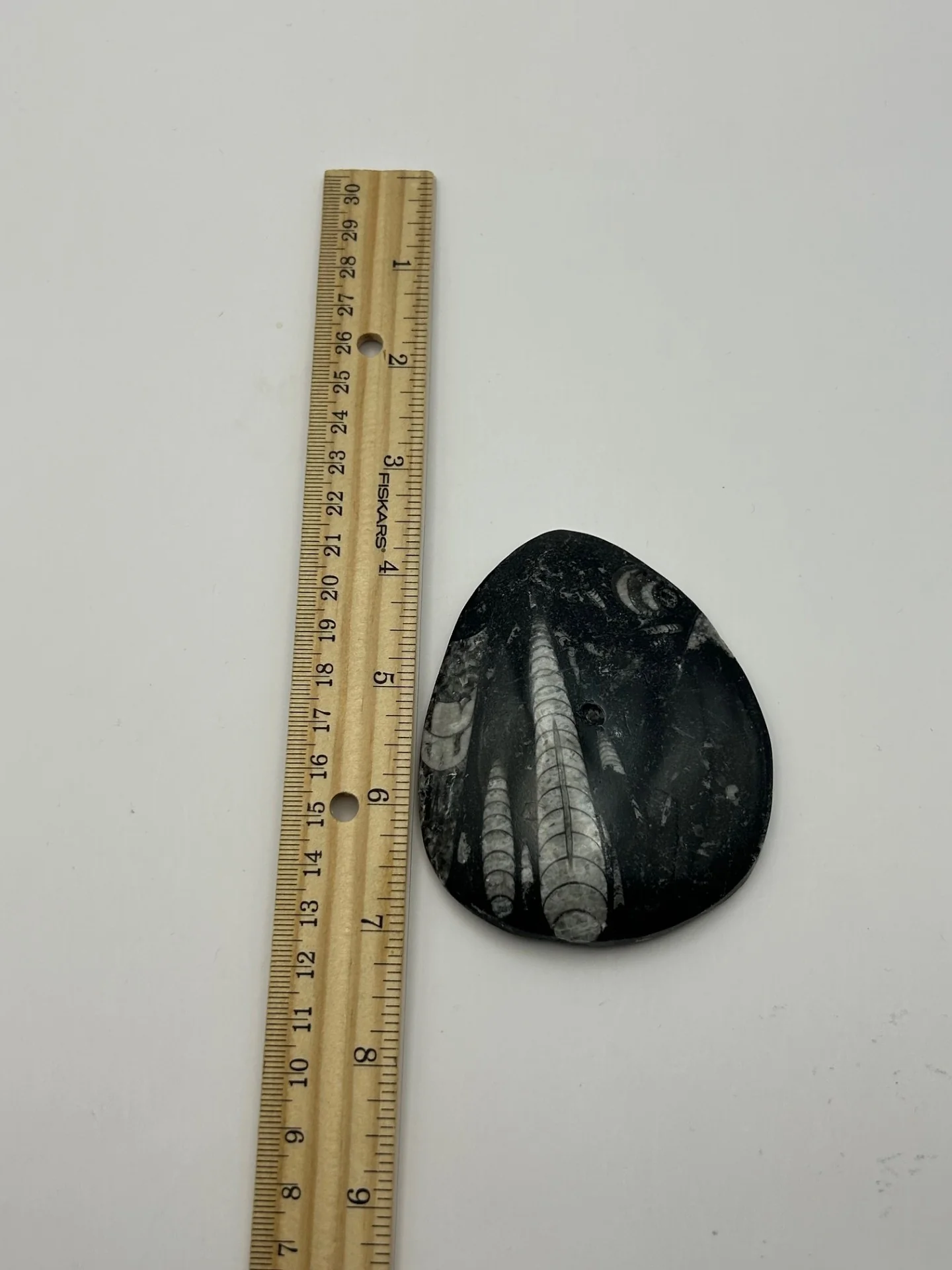 Orthoceras Fossil - Image 3