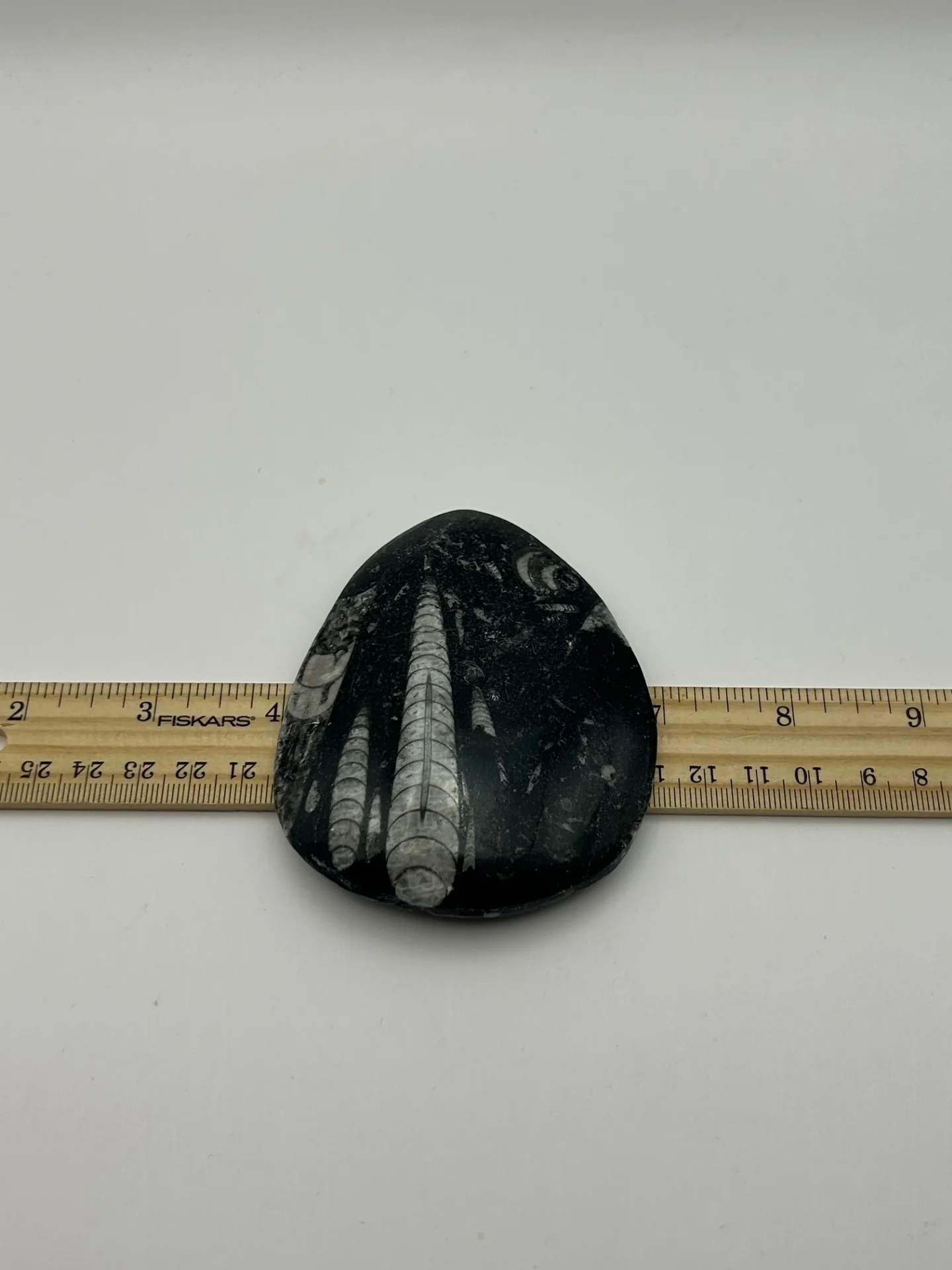 Orthoceras Fossil - Image 4