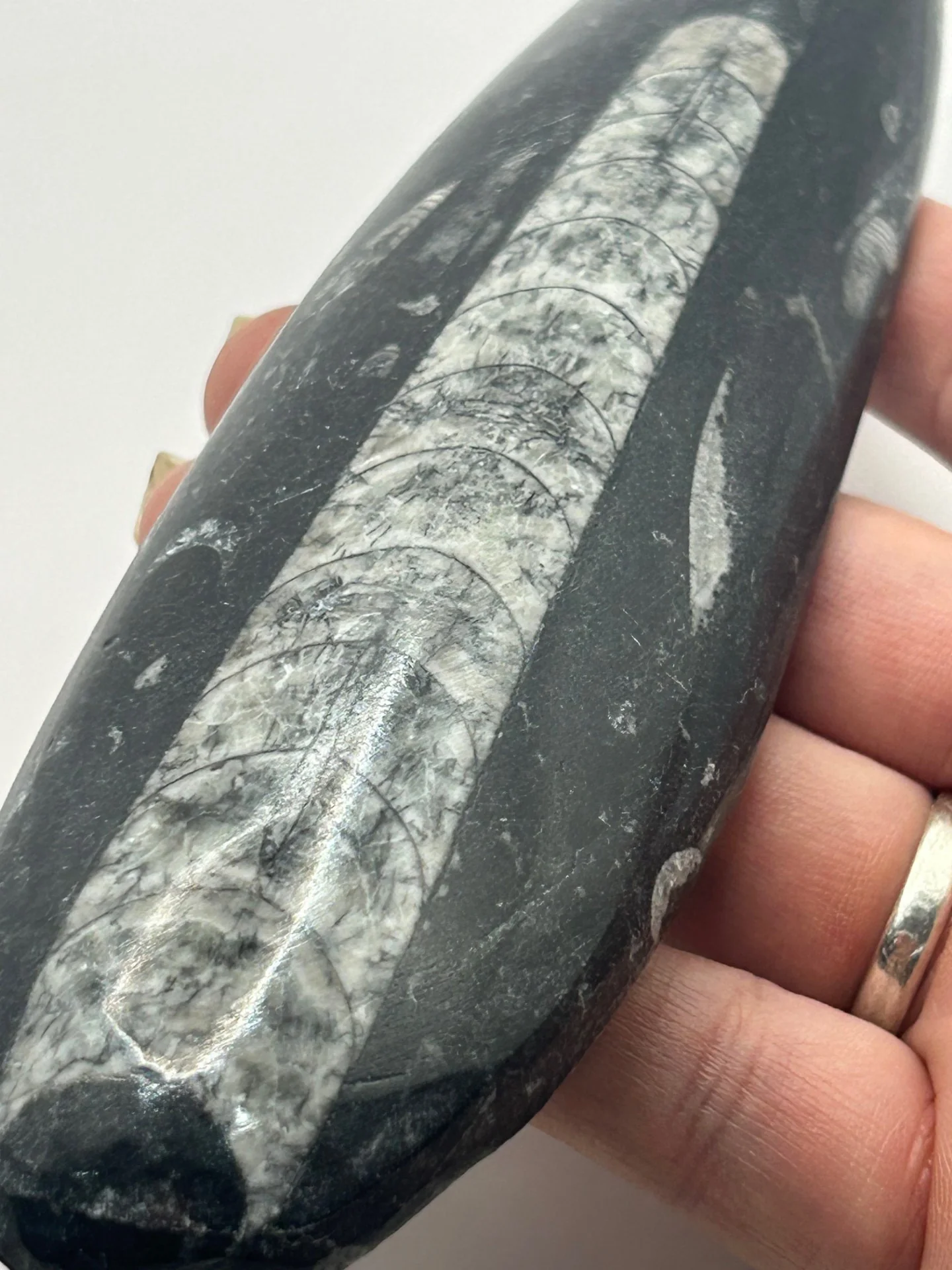 Orthoceras Fossil Spear - Image 2