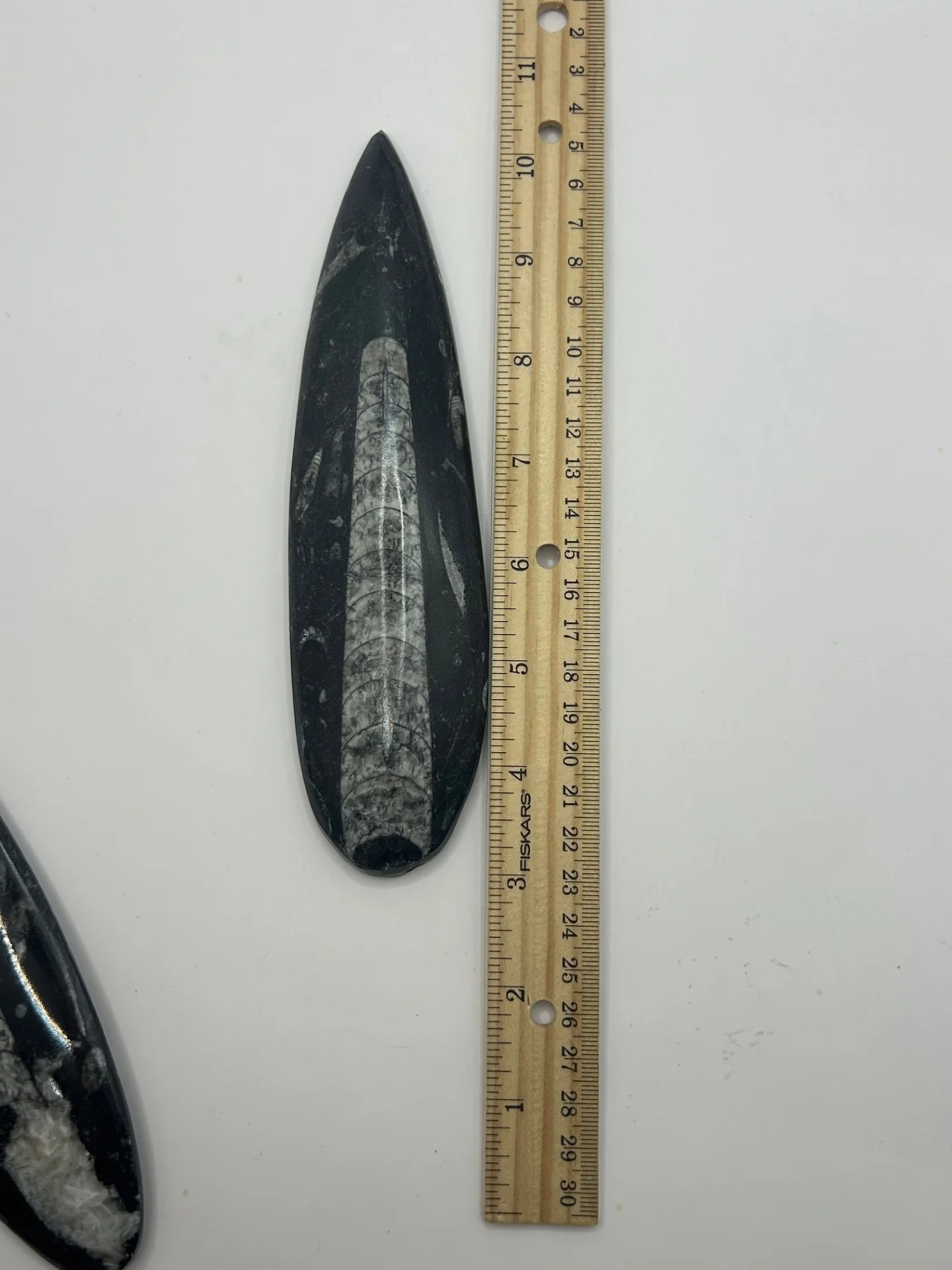 Orthoceras Fossil Spear - Image 4