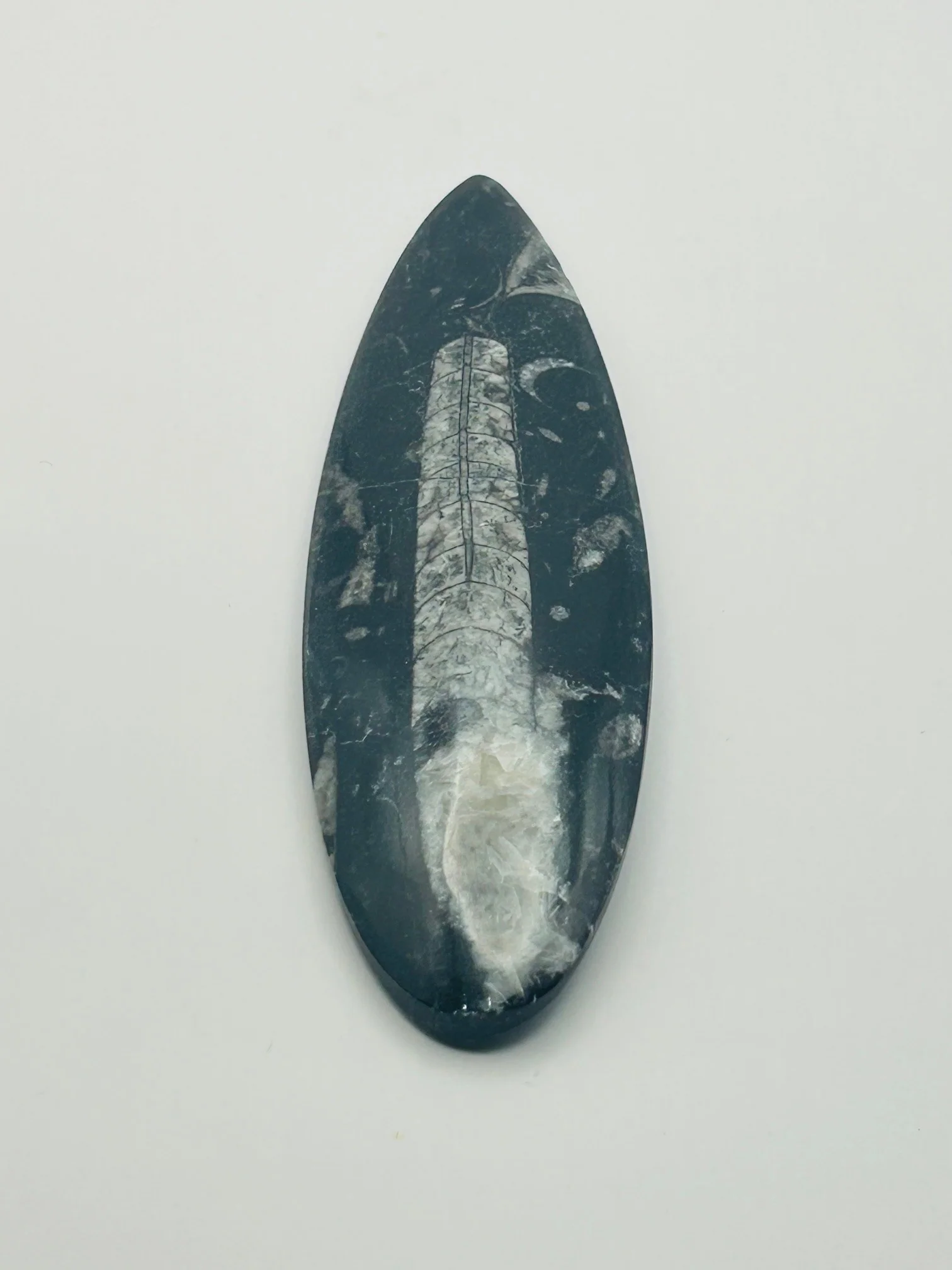 Orthoceras Fossil Spear - Image 2