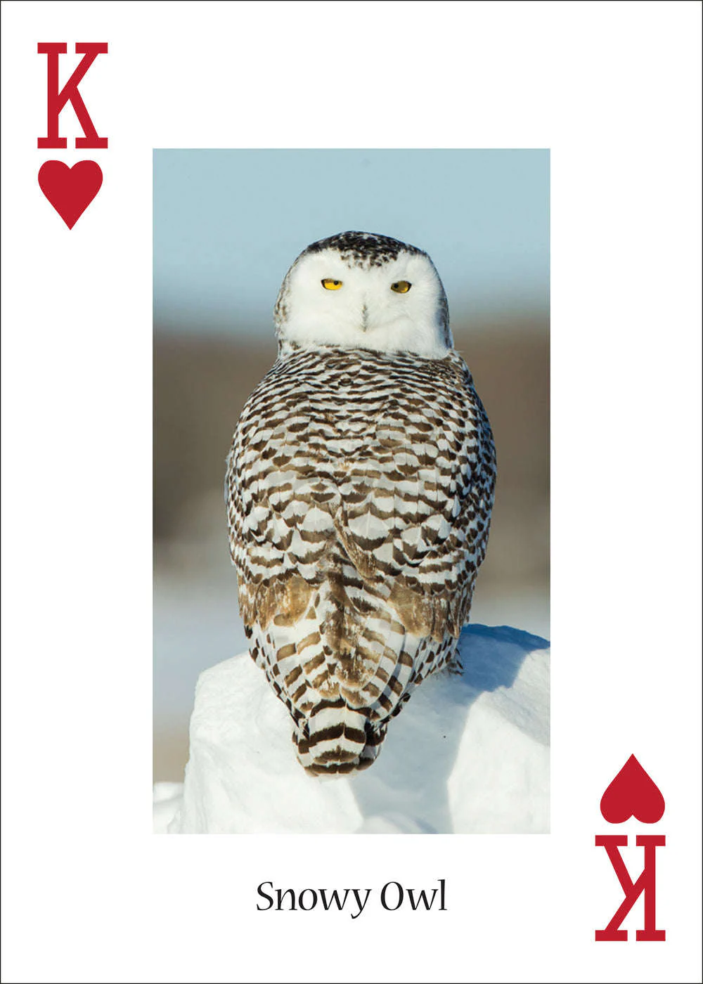 Owls Playing Cards - Image 3